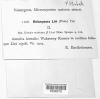 Melampsora lini image